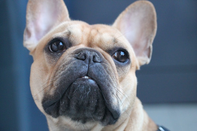 French Bulldog for sale near me