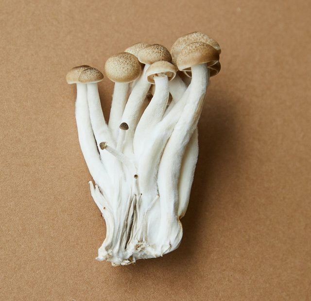 mushroom-chocolate-3